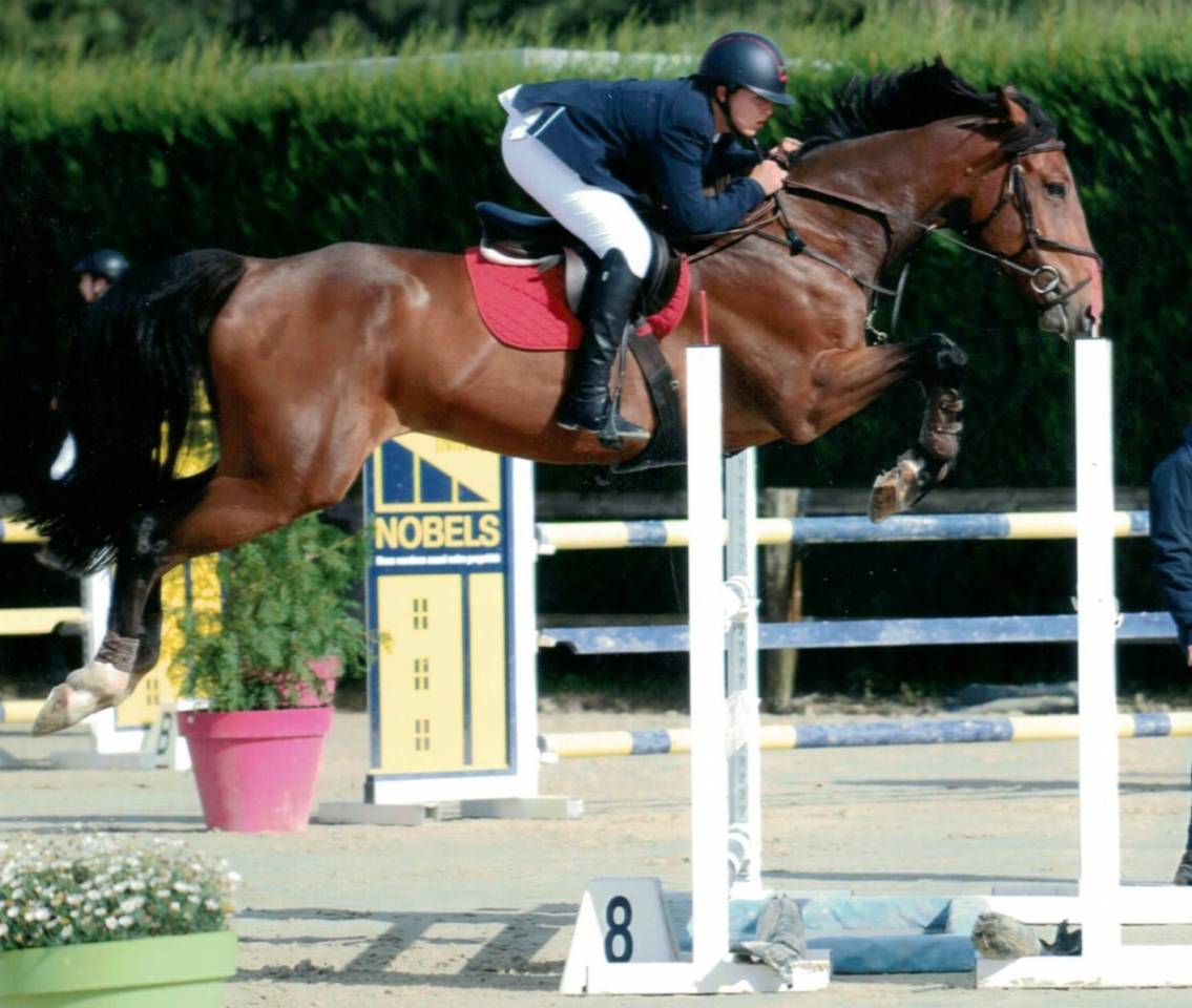 Caballo castrado sBs Caballo de Deporte Belga En venta 2012 Bayo moreno por quody