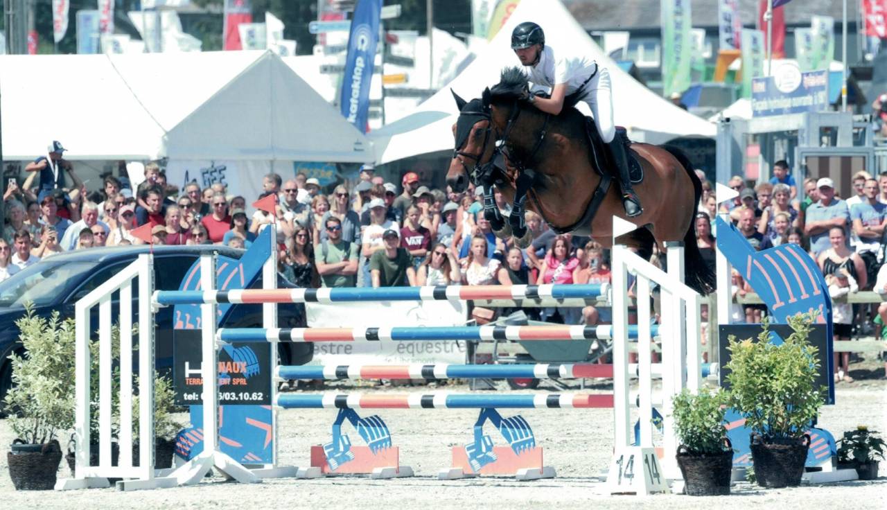 Caballo castrado sBs Caballo de Deporte Belga En venta 2012 Bayo moreno por quody