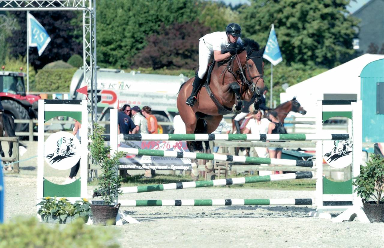 Caballo castrado sBs Caballo de Deporte Belga En venta 2012 Bayo moreno por quody