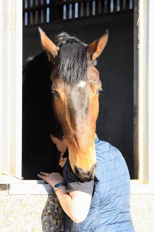 Caballo castrado sBs Caballo de Deporte Belga En venta 2012 Bayo moreno por quody