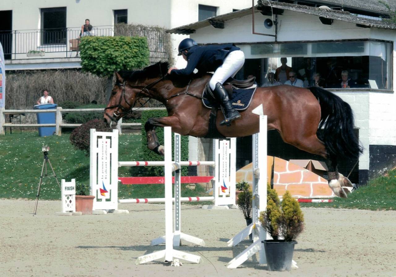 Caballo castrado sBs Caballo de Deporte Belga En venta 2012 Bayo moreno por quody