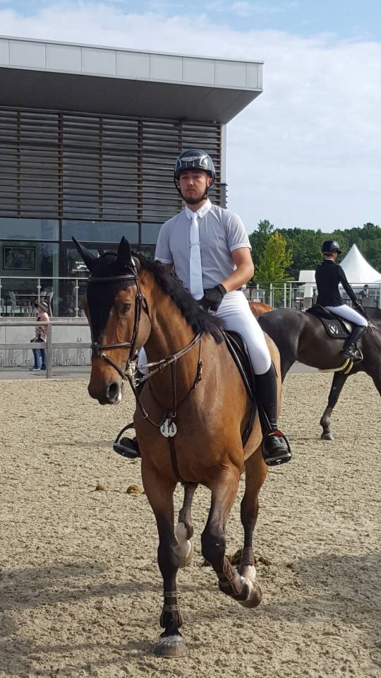 Caballo castrado sBs Caballo de Deporte Belga En venta 2012 Bayo moreno por quody