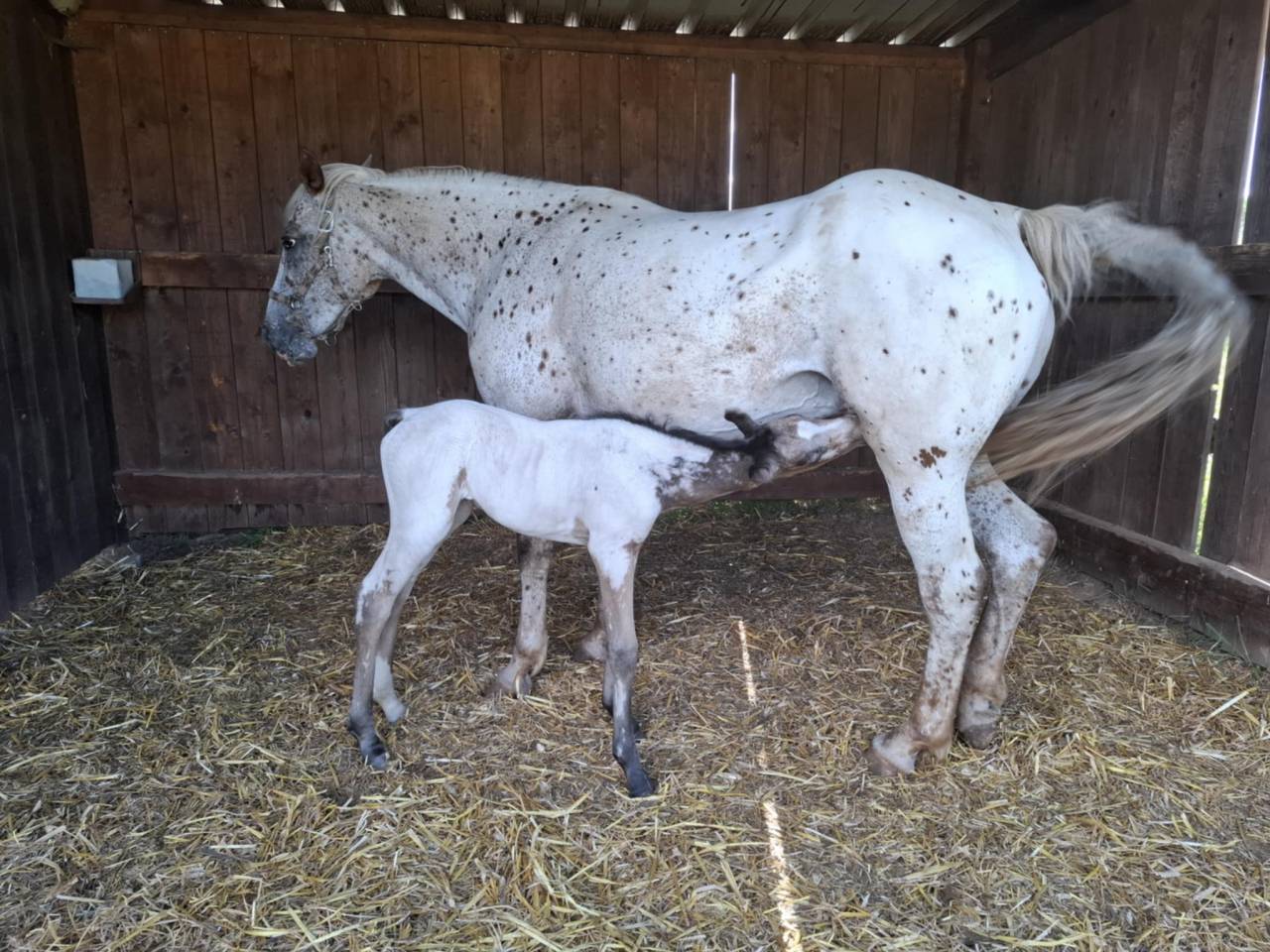 Potranca Appaloosa En venta 2025 Isabelo por Makee Cream Illusion