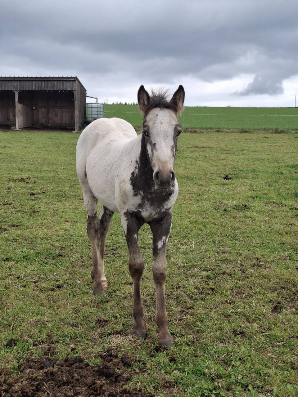 Potranca Appaloosa En venta 2025 Isabelo por Makee Cream Illusion