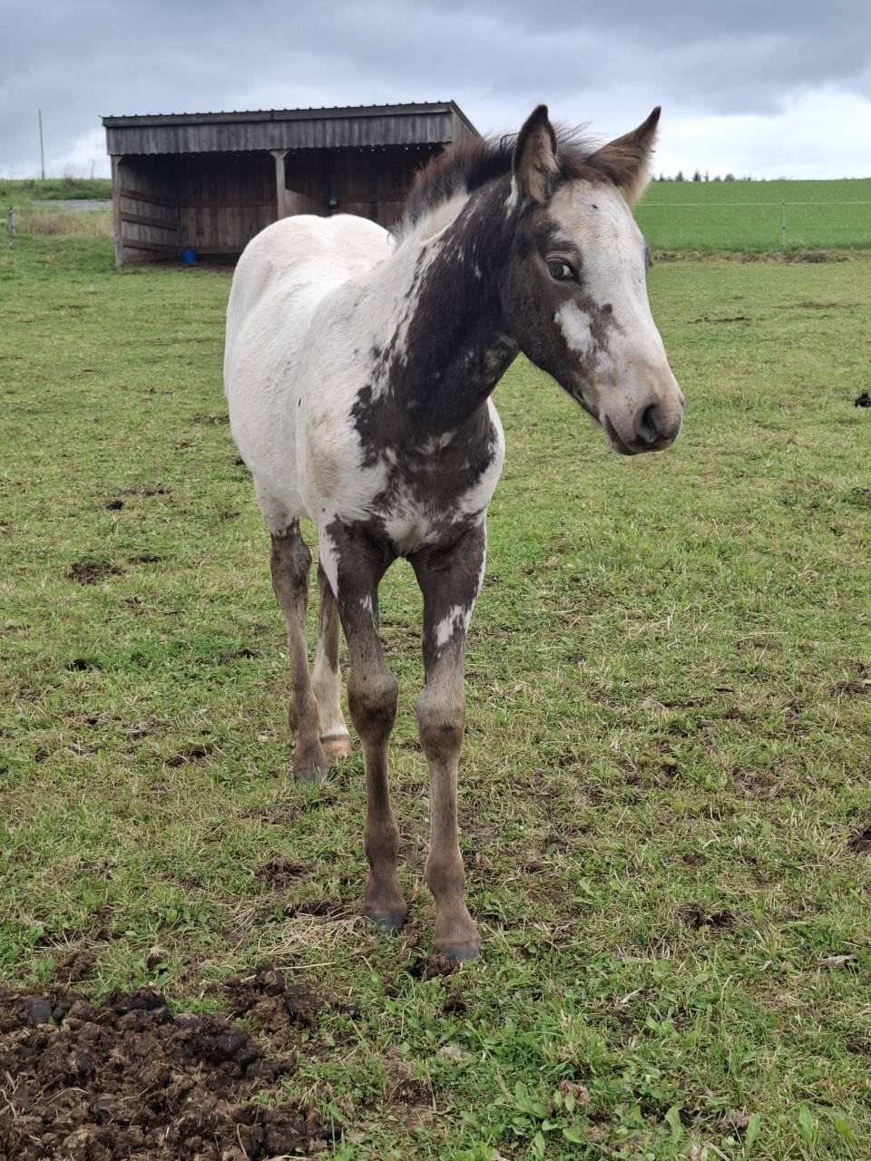 Potranca Appaloosa En venta 2025 Isabelo por Makee Cream Illusion