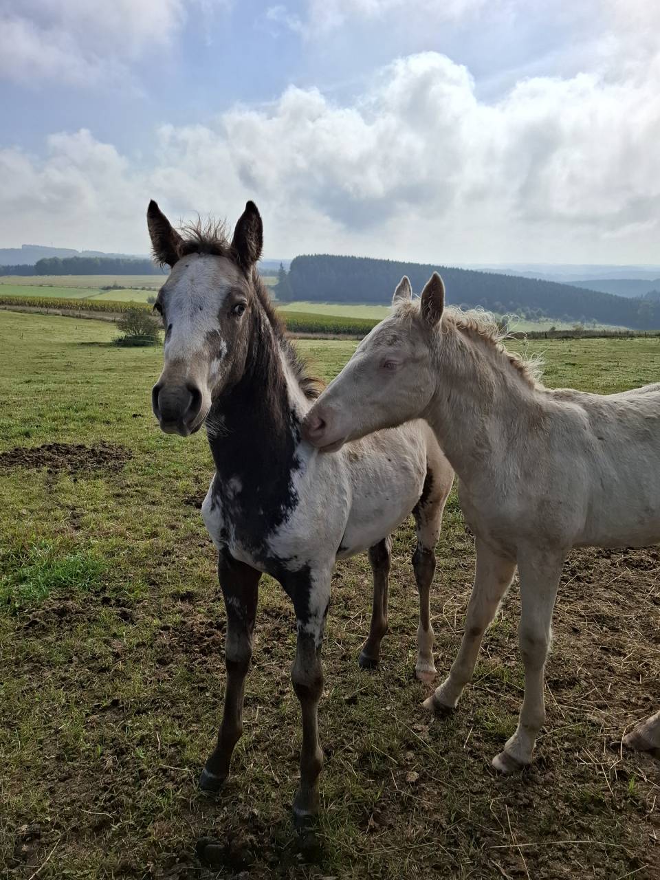 Potranca Appaloosa En venta 2025 Isabelo por Makee Cream Illusion