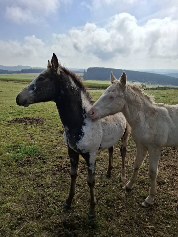 Potranca Appaloosa En venta 2025 Isabelo por Makee Cream Illusion