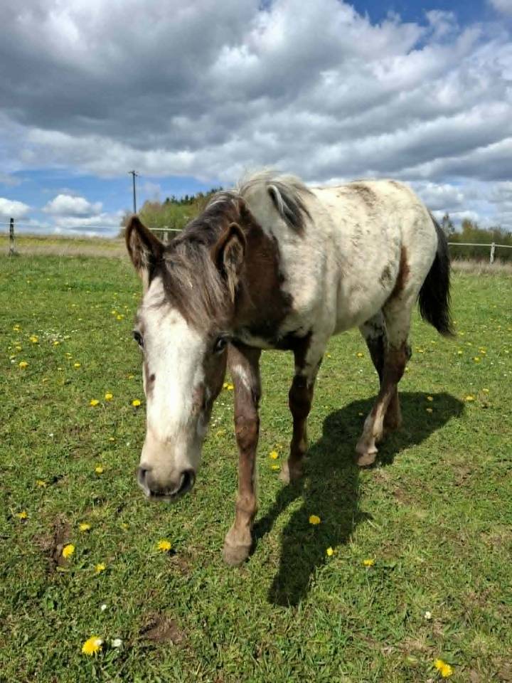 Potranca Appaloosa En venta 2025 Isabelo por Makee Cream Illusion
