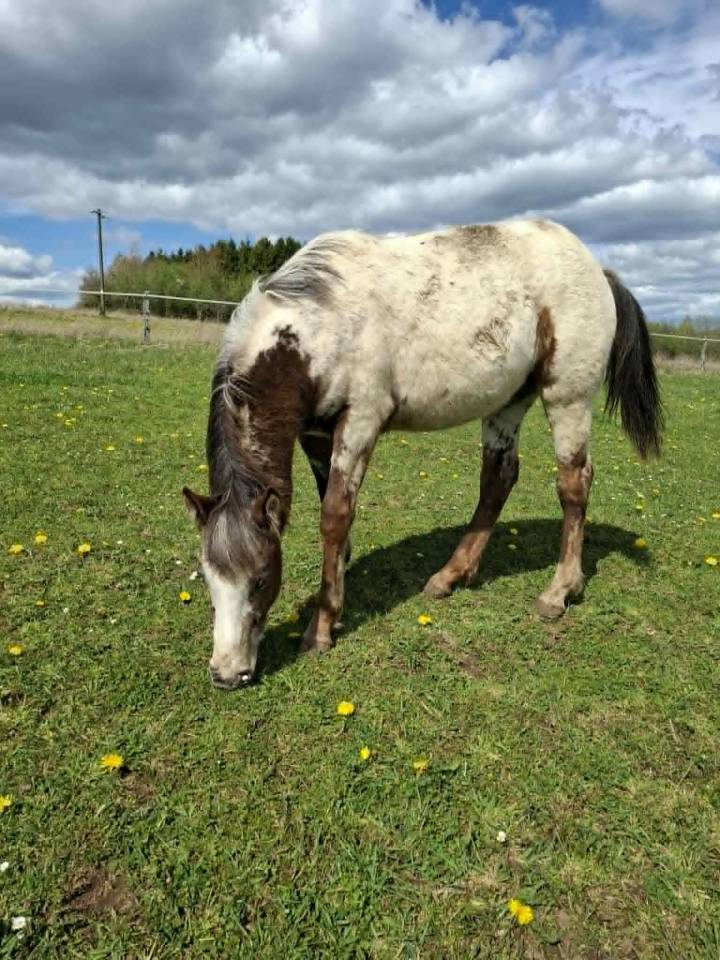 Potranca Appaloosa En venta 2025 Isabelo por Makee Cream Illusion