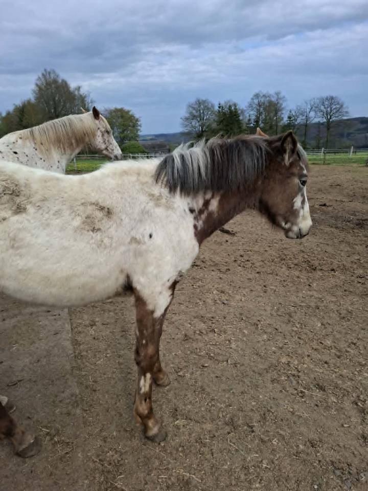 Potranca Appaloosa En venta 2025 Isabelo por Makee Cream Illusion