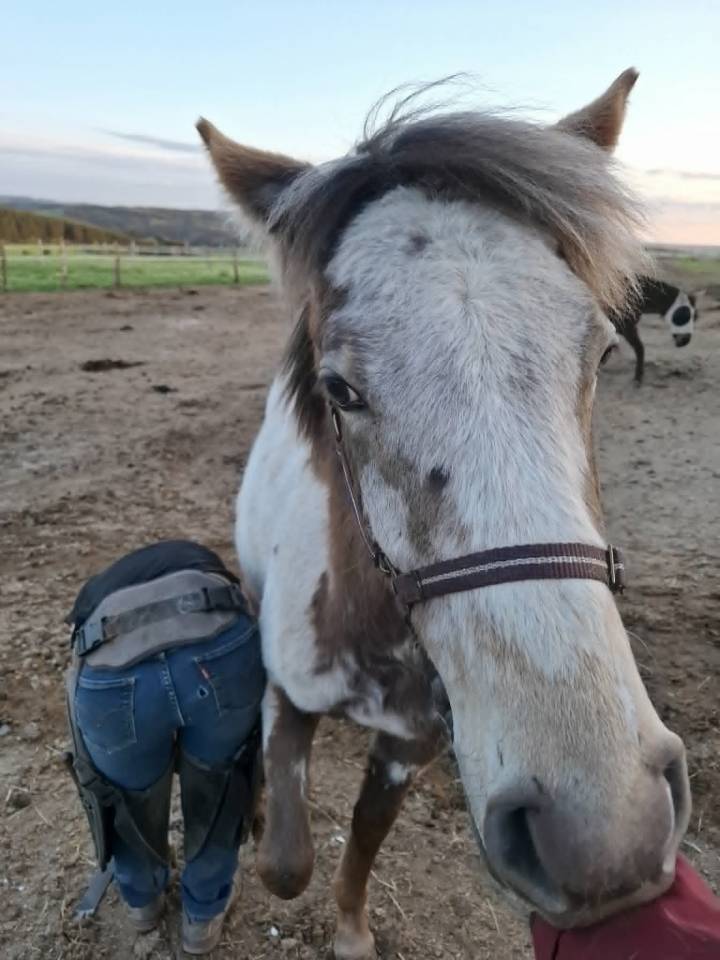 Potranca Appaloosa En venta 2025 Isabelo por Makee Cream Illusion