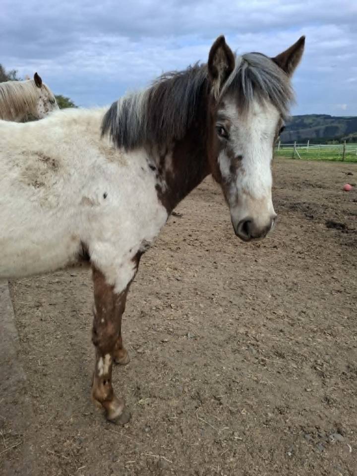 Potranca Appaloosa En venta 2025 Isabelo por Makee Cream Illusion