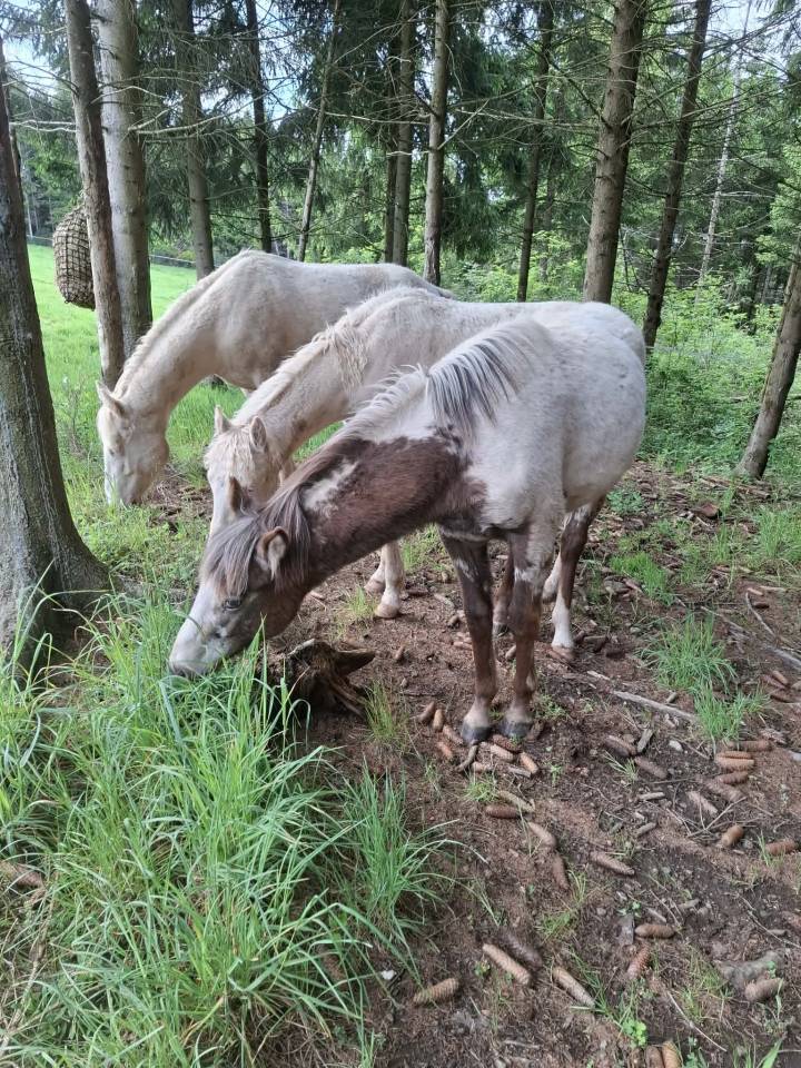 Potranca Appaloosa En venta 2025 Isabelo por Makee Cream Illusion