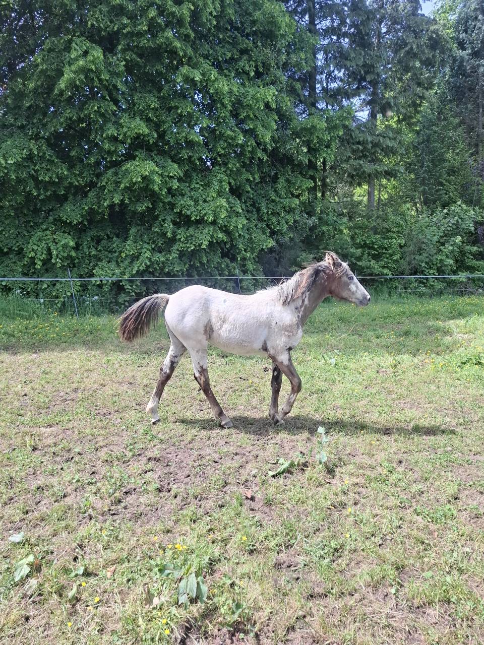 Potranca Appaloosa En venta 2025 Isabelo por Makee Cream Illusion