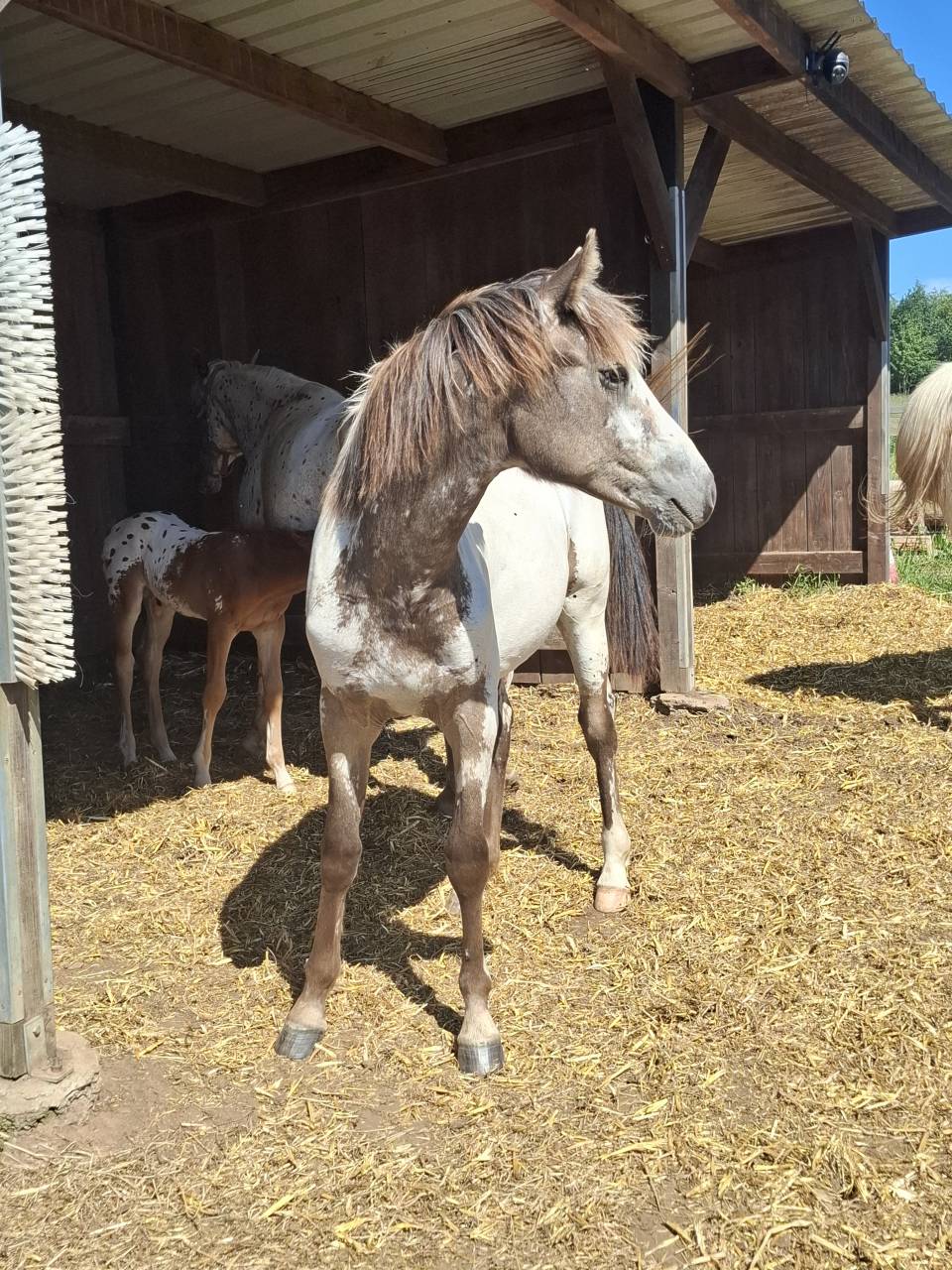 Potranca Appaloosa En venta 2025 Isabelo por Makee Cream Illusion