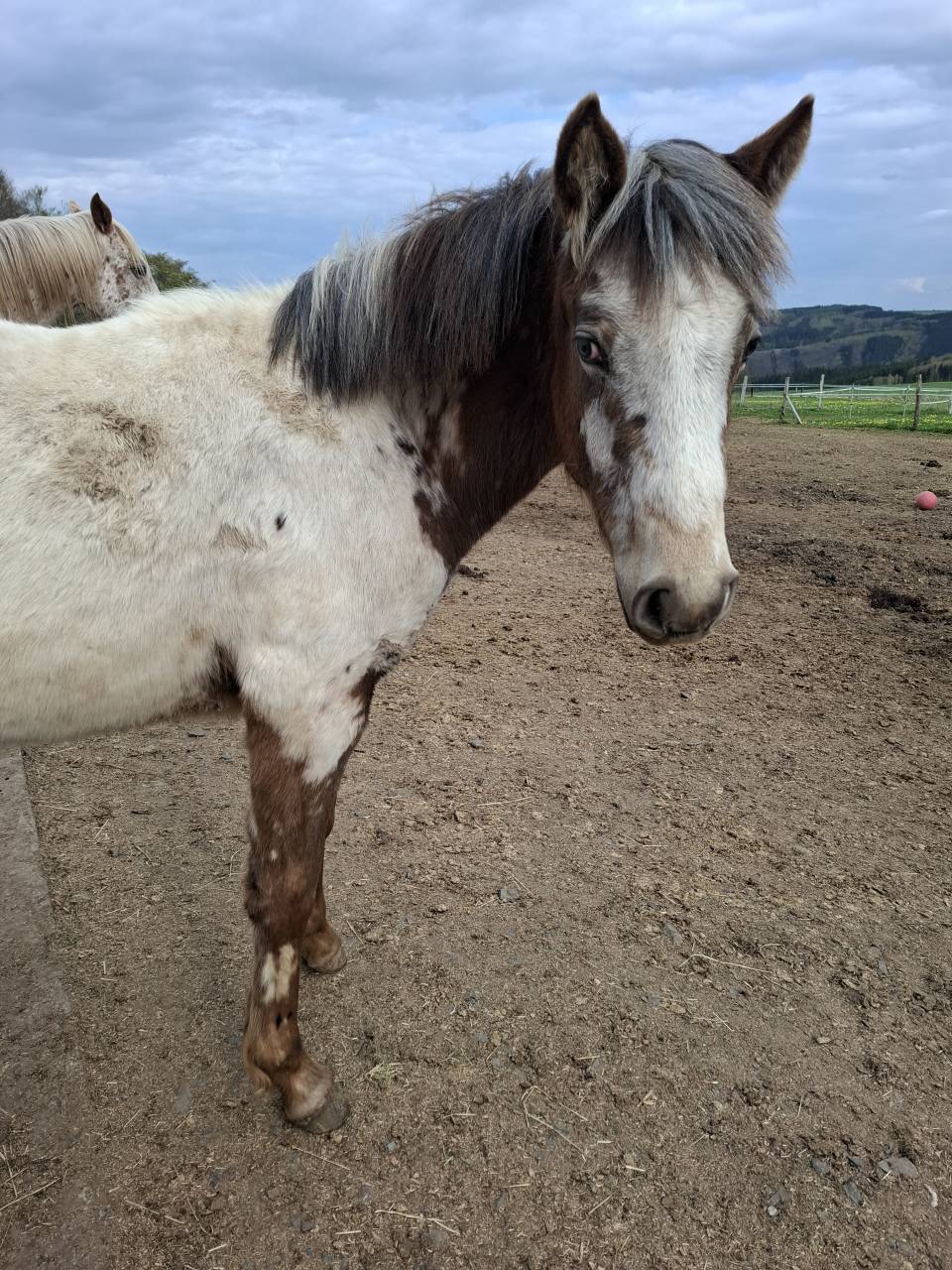 Potranca Appaloosa En venta 2025 Isabelo por Makee Cream Illusion