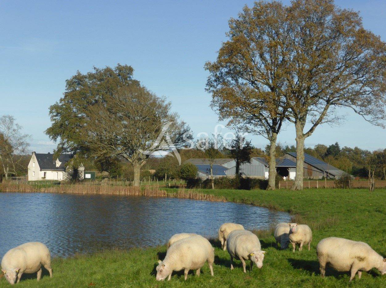 Explotación ovina En venta Maine y Loira