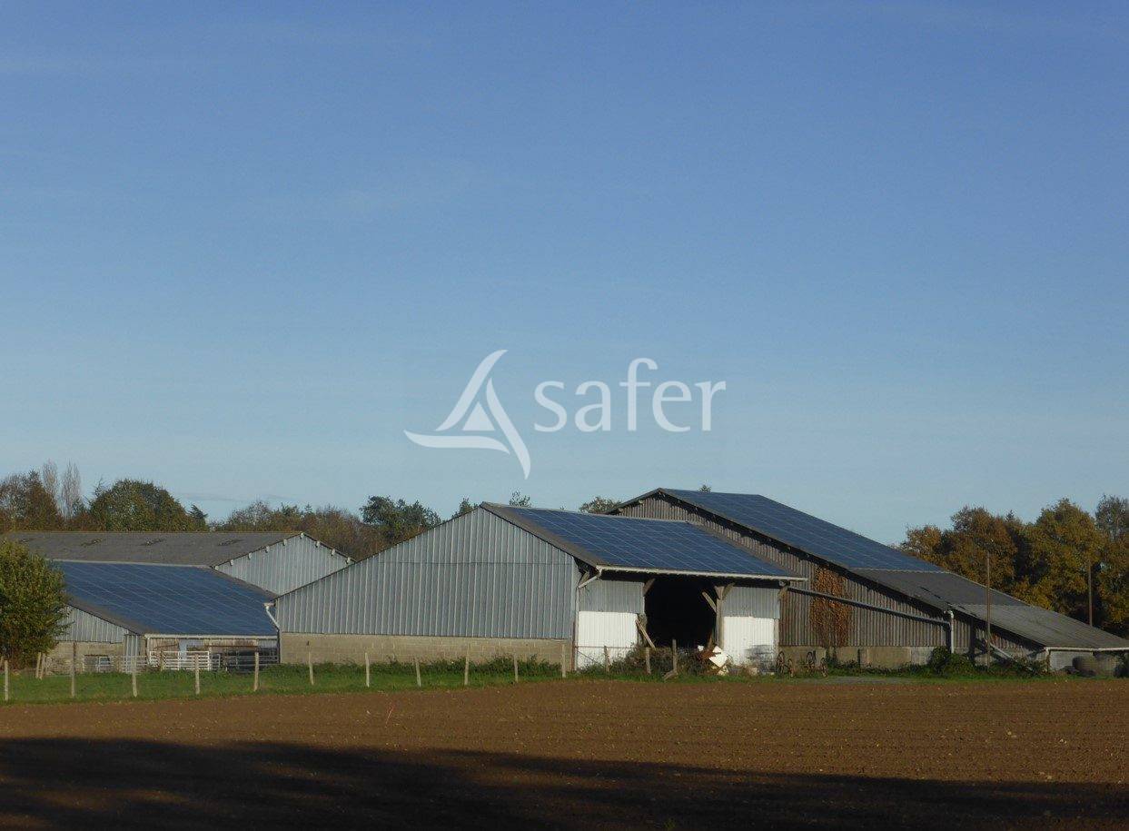 Explotación ovina En venta Maine y Loira