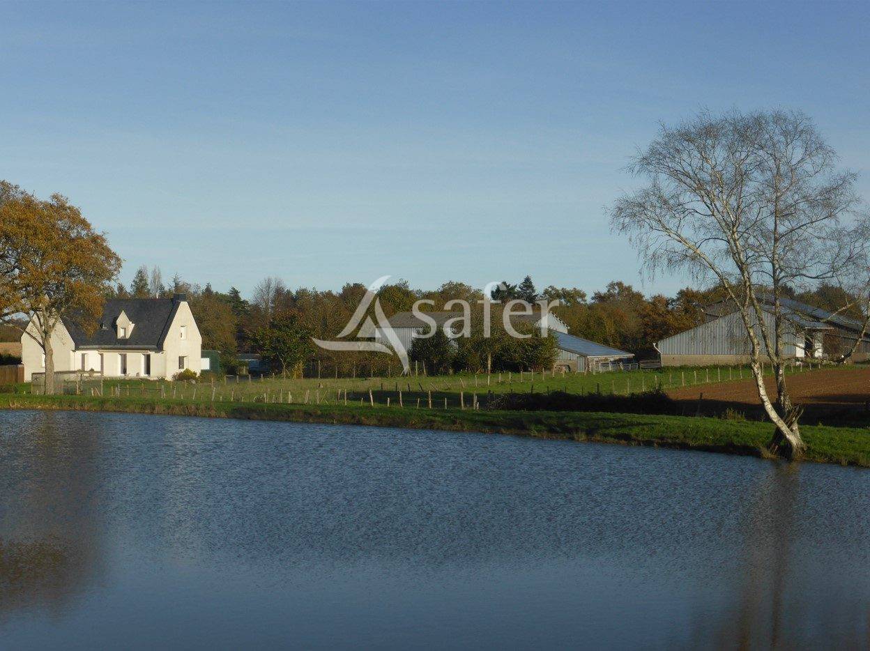 Explotación ovina En venta Maine y Loira