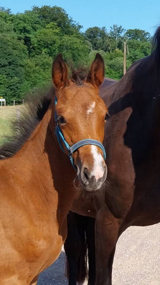 Potranca Silla Francés En venta 2025 Bayo por KARAGANDA SEMILLY