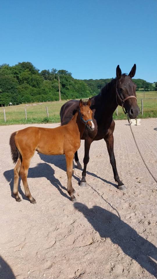 Potranca Silla Francés En venta 2025 Bayo por KARAGANDA SEMILLY