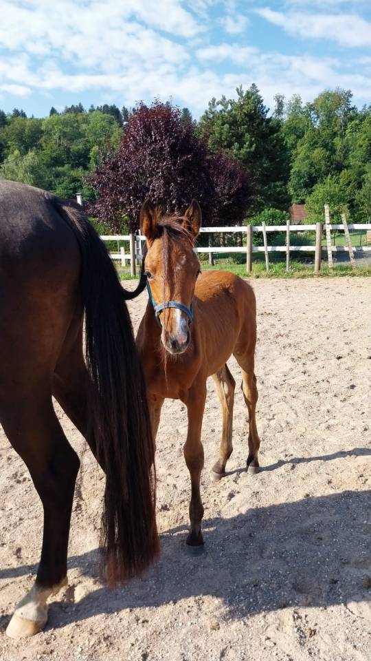 Potranca Silla Francés En venta 2025 Bayo por KARAGANDA SEMILLY