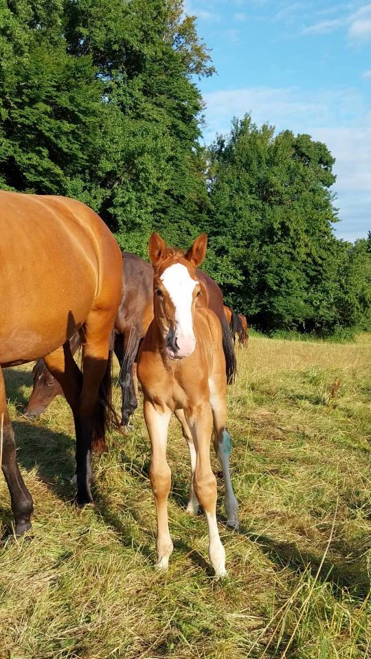 Potro Origine Constatée En venta 2025 Pío por Kilimandjaro Semilly
