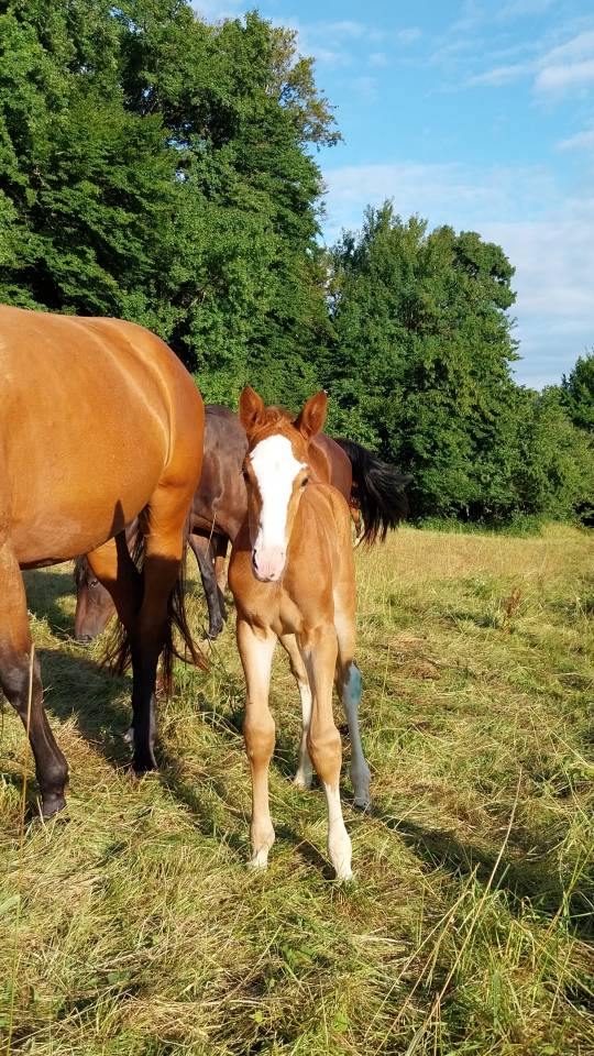 Potro Origine Constatée En venta 2025 Pío por Kilimandjaro Semilly