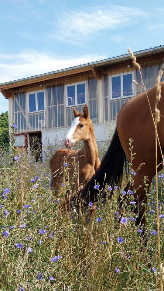 Potro Origine Constatée En venta 2025 Pío por Kilimandjaro Semilly