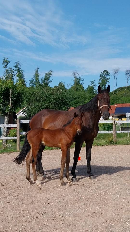Potro Origine Constatée En venta 2025 Bayo moreno por Coeur de Lieffroy