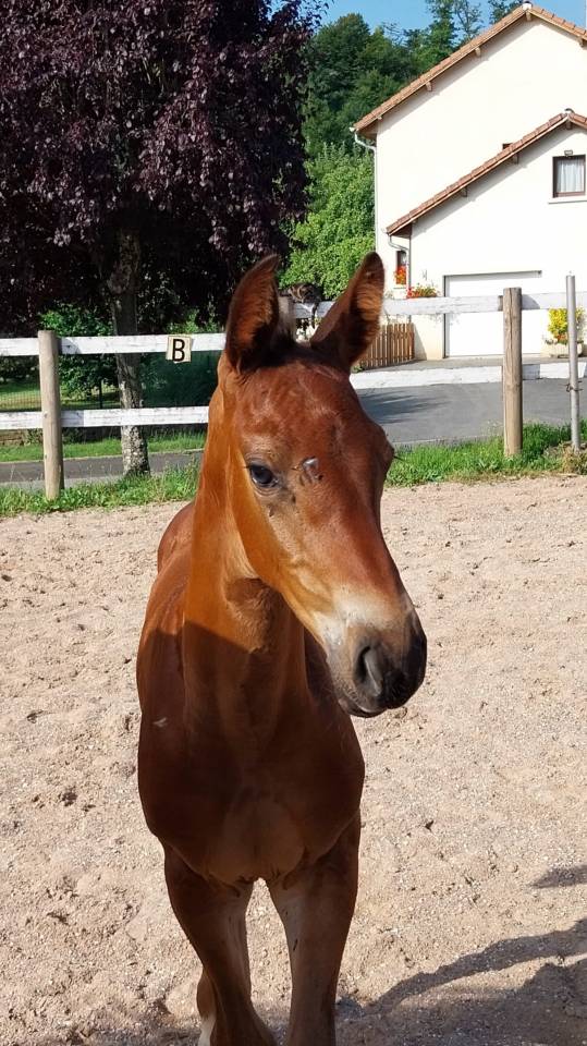 Potro Origine Constatée En venta 2025 Bayo moreno por Coeur de Lieffroy