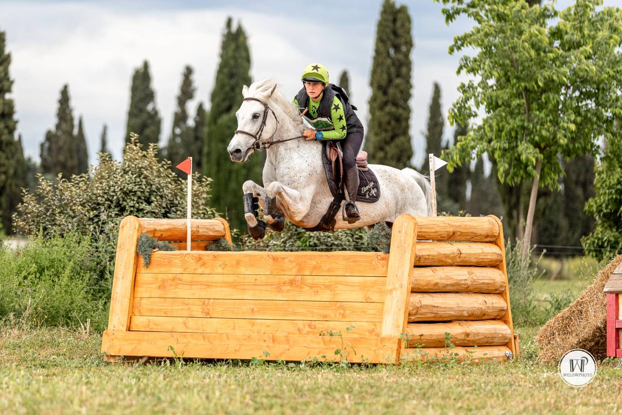 Caballo castrado Connemara En venta 2015 Tordo por ADAGIO PONTHOUAR