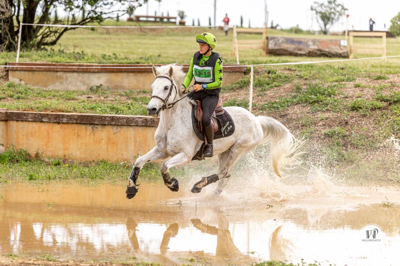 Caballo castrado Connemara En venta 2015 Tordo por ADAGIO PONTHOUAR