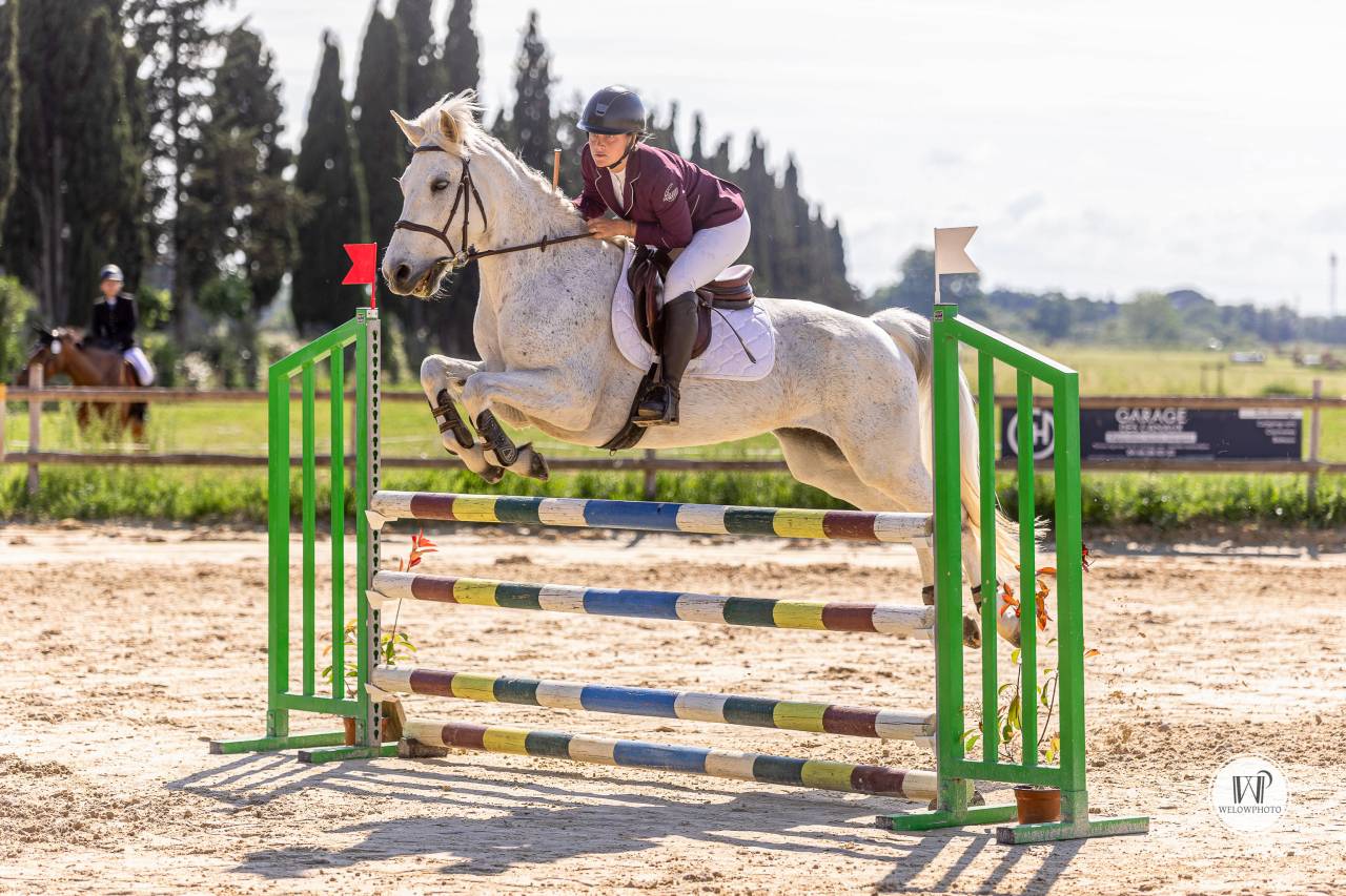 Caballo castrado Connemara En venta 2015 Tordo por ADAGIO PONTHOUAR