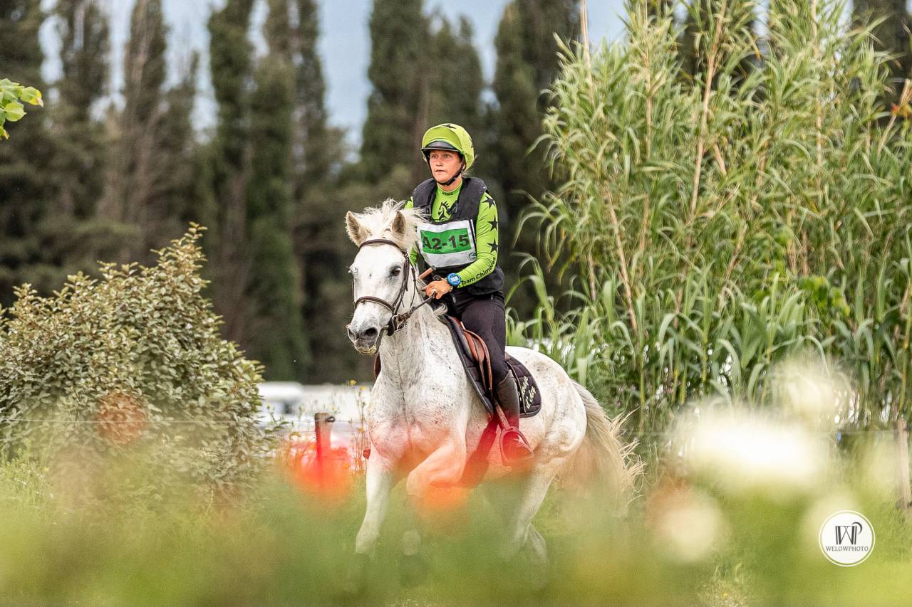 Caballo castrado Connemara En venta 2015 Tordo por ADAGIO PONTHOUAR