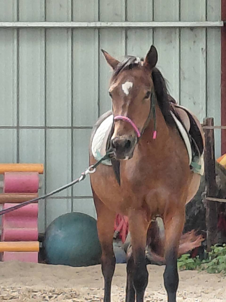 Yegua New Forest En venta 2022 Bayo por Izaro de Bedou