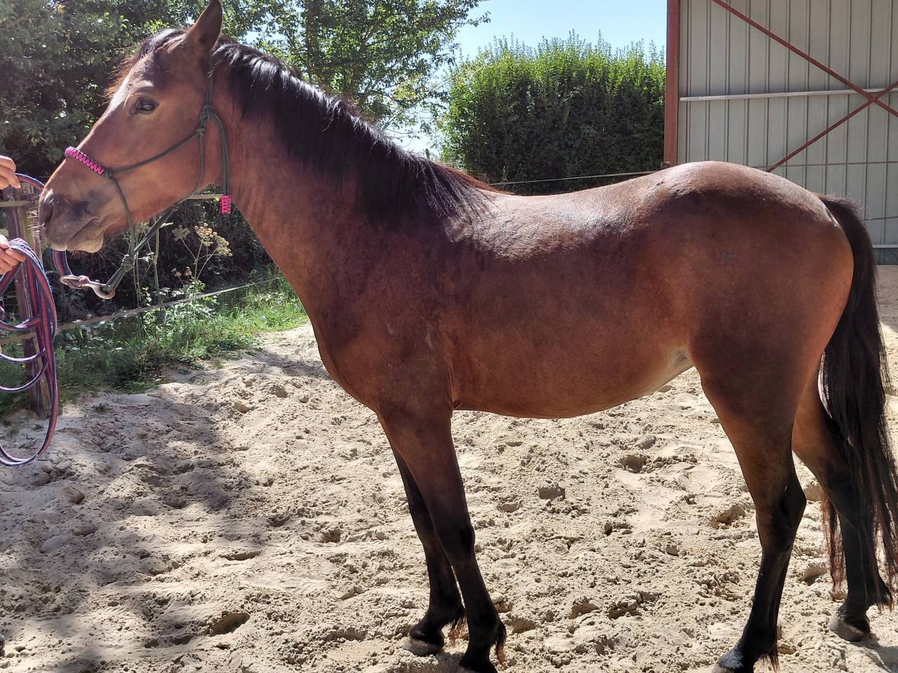 Yegua New Forest En venta 2022 Bayo por Izaro de Bedou