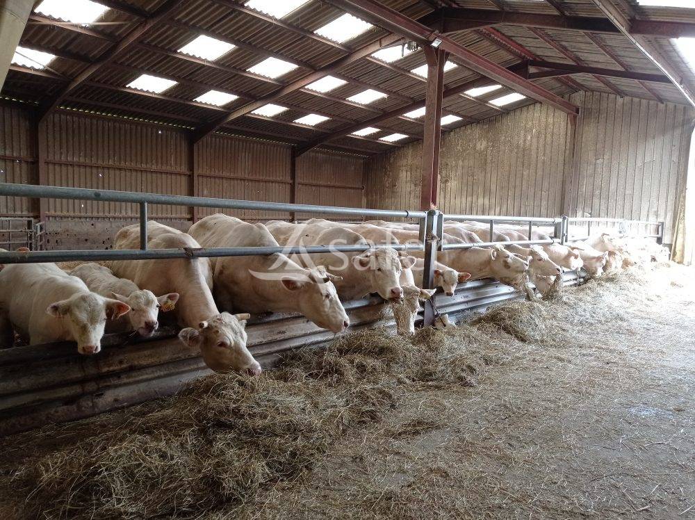 Explotación forestal En venta Saona y Loira