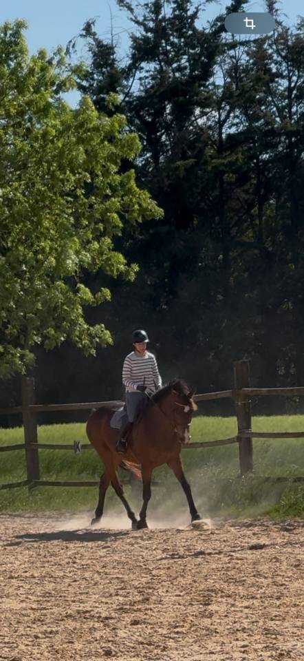 Caballo castrado Pura Sangre Inglés En venta 2015 Bayo moreno