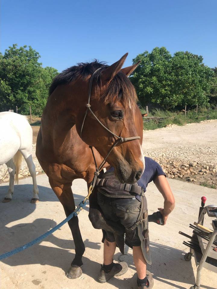 Caballo castrado Pura Sangre Inglés En venta 2015 Bayo moreno