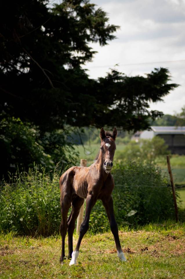 Potro PFS Poni Françés de Silla En venta 2025 Tordo por Rexter d’or