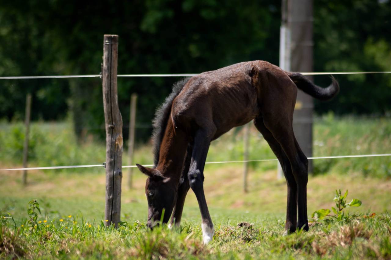 Potro PFS Poni Françés de Silla En venta 2025 Tordo por Rexter d’or