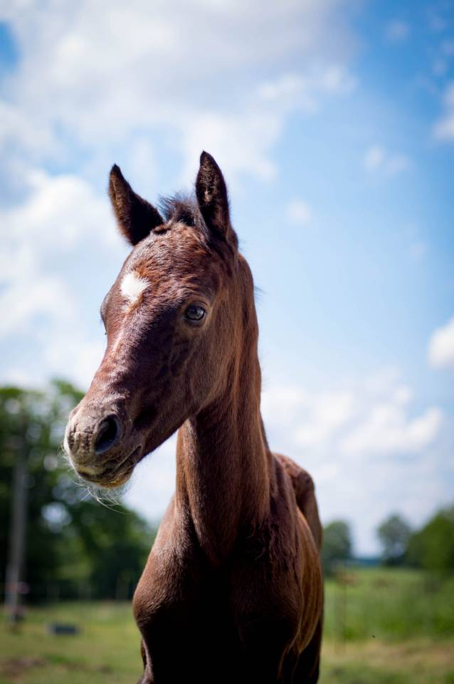 Potro PFS Poni Françés de Silla En venta 2025 Tordo por Rexter d’or