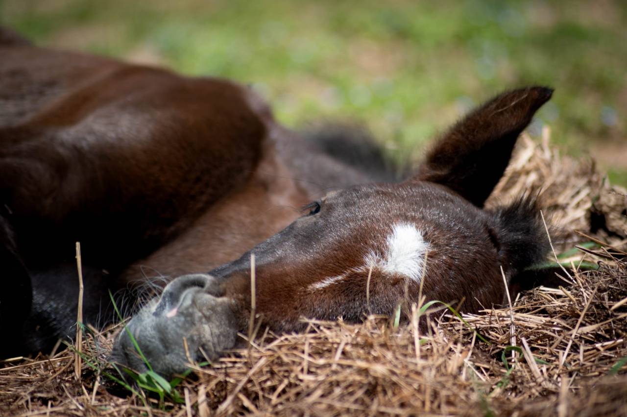 Potro PFS Poni Françés de Silla En venta 2025 Tordo por Rexter d’or