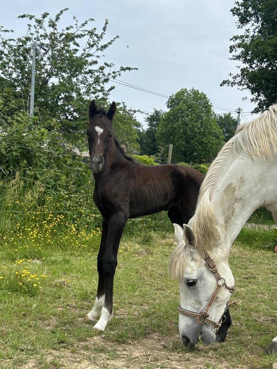 Potro PFS Poni Françés de Silla En venta 2025 Tordo por Rexter d’or