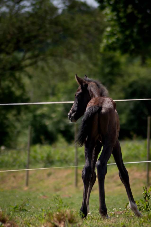 Potro PFS Poni Françés de Silla En venta 2025 Tordo por Rexter d’or