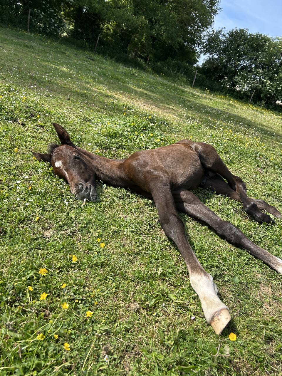 Potro PFS Poni Françés de Silla En venta 2025 Tordo por Rexter d’or