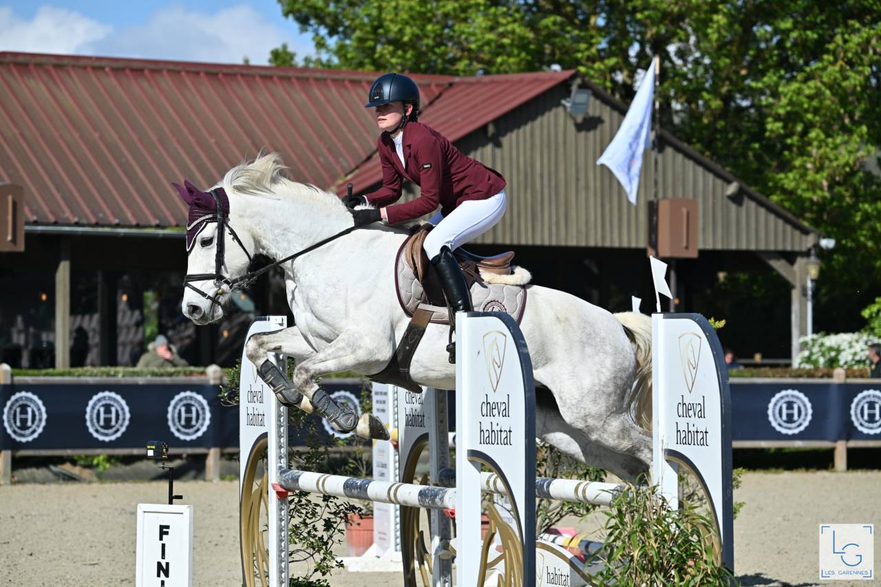 Potro PFS Poni Françés de Silla En venta 2025 Tordo por Rexter d’or