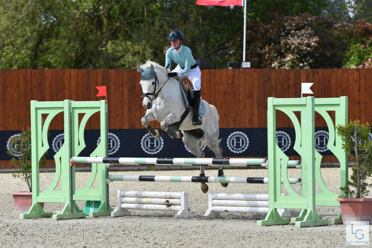 Potro PFS Poni Françés de Silla En venta 2025 Tordo por Rexter d’or