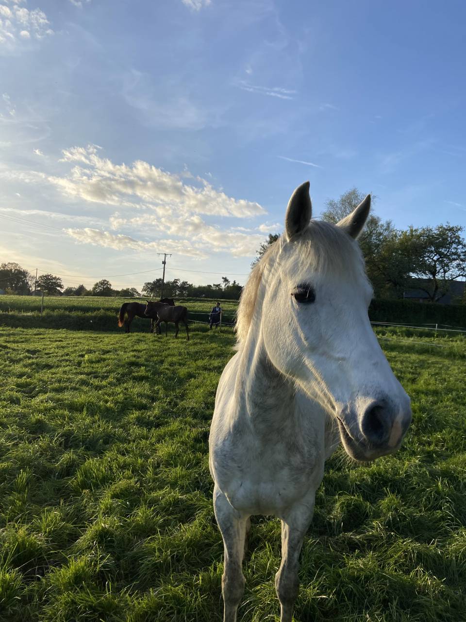 Potro PFS Poni Françés de Silla En venta 2025 Tordo por Rexter d’or